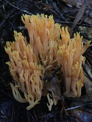 Ramaria conjunctipes