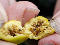 Pseudidarnes minerva