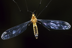 Aurotipula clara