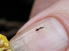 Pseudidarnes minerva