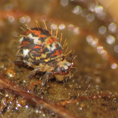 Vesicephalus occidentalis