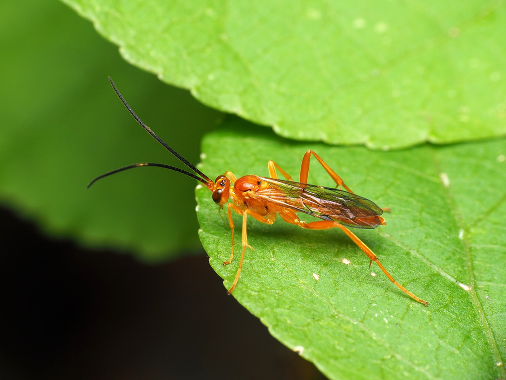 Polytribax pallescens