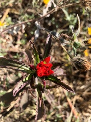 Castilleja arvensis