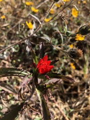 Castilleja arvensis