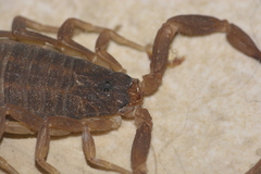 Tityus uruguayensis