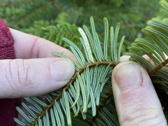 Uredinopsis pteridis