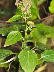Neolasioptera eupatorii