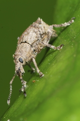 Chalepistes costifer