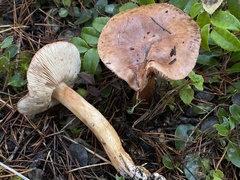 Tricholoma muricatum