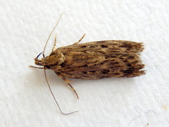 Barea exarcha