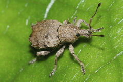 Chalepistes costifer