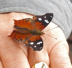 Hypanartia trimaculata