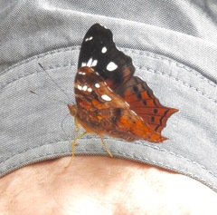 Hypanartia trimaculata