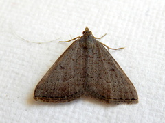 Dichromodes usurpatrix