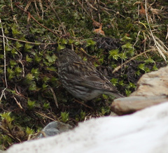 Melanodera xanthogramma