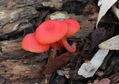 Mycena roseilignicola