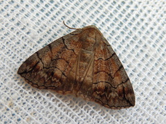 Dysbatus stenodesma