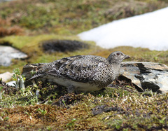 Attagis malouinus