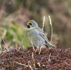 Melanodera xanthogramma