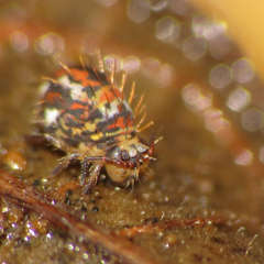 Vesicephalus occidentalis