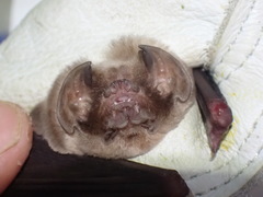 Mormoops megalophylla