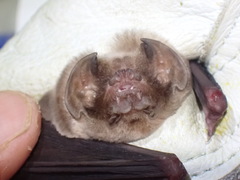 Mormoops megalophylla