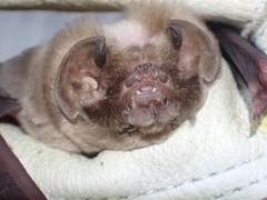 Mormoops megalophylla