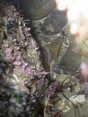 Typhlogobius californiensis