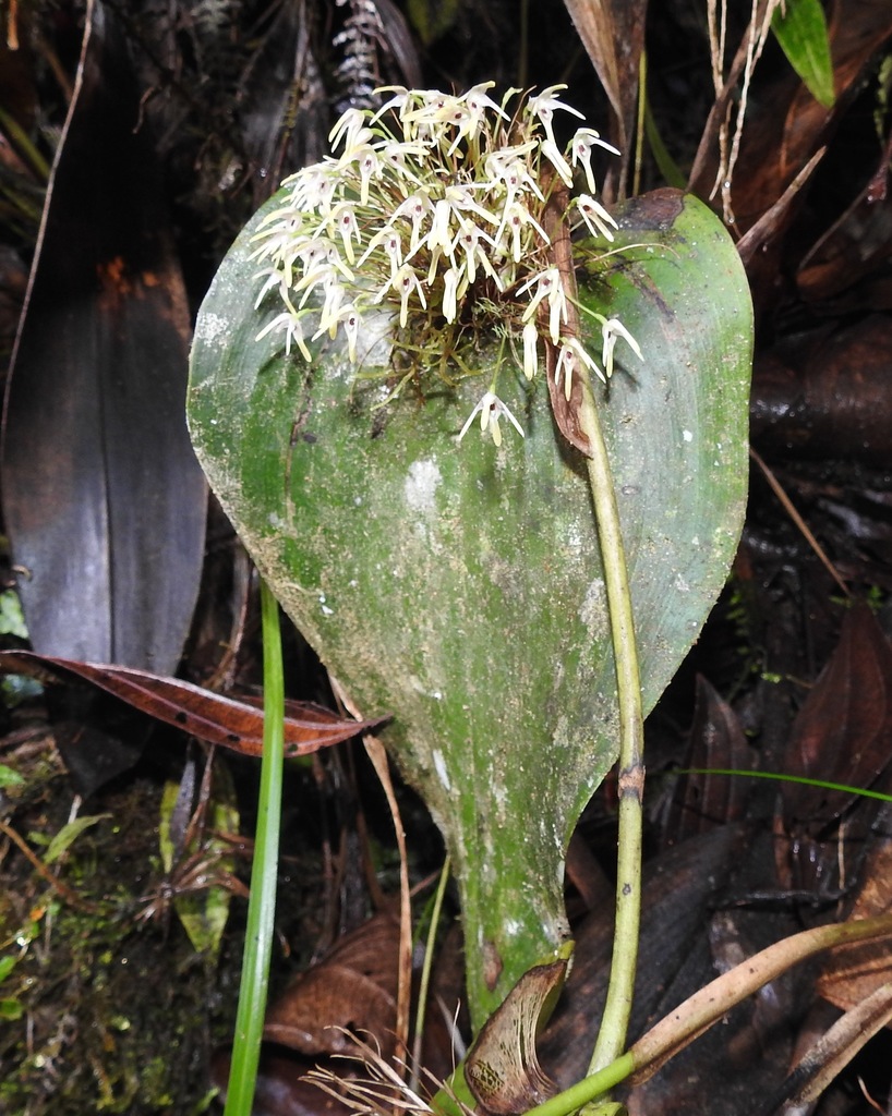 Pleurothallis dunstervillei