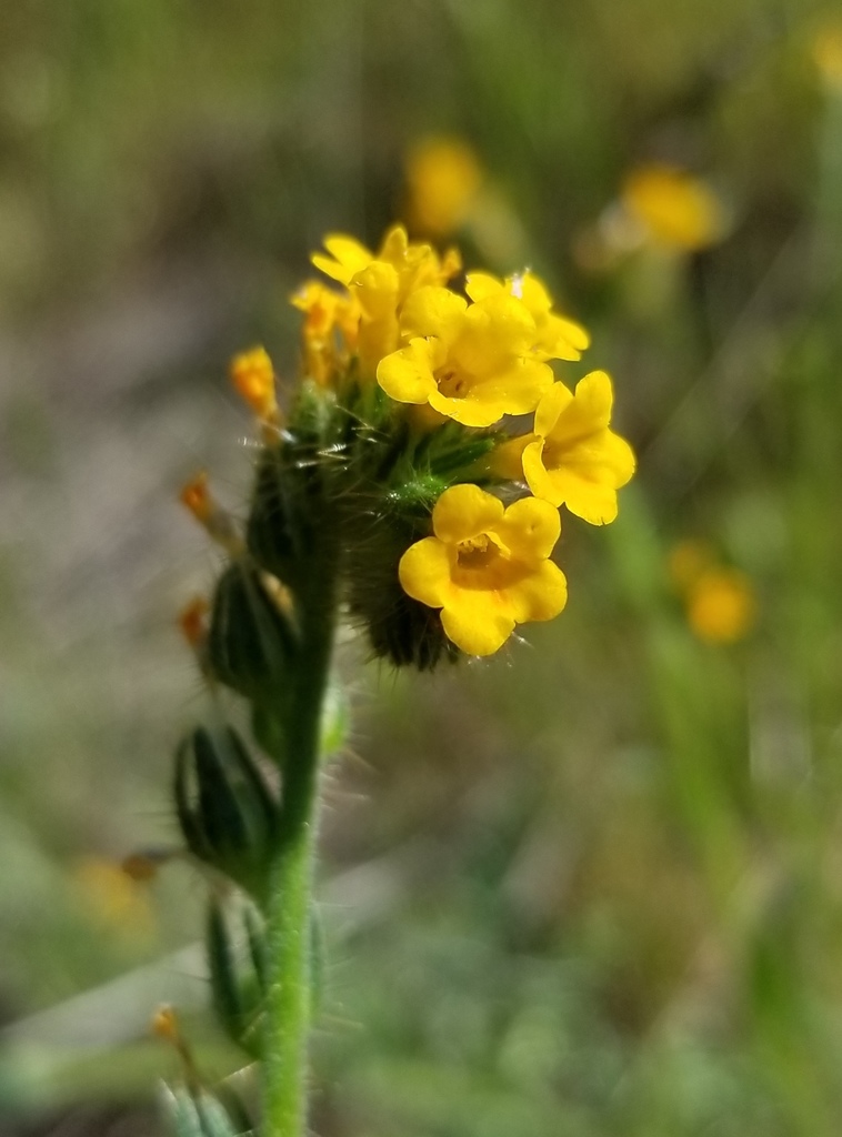 Rancher's fiddleneck from Santa Clara County, CA, USA on April 27, 2018 ...