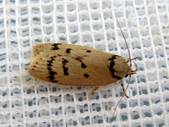 Ericibdela delotis