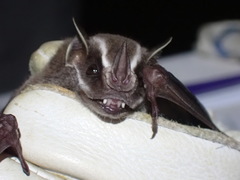 Uroderma bilobatum convexum