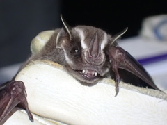 Uroderma bilobatum convexum
