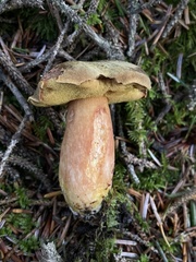Xerocomus spadiceus