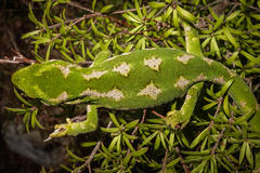 Naultinus gemmeus