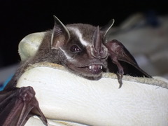 Uroderma bilobatum convexum