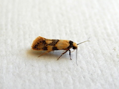 Euphiltra celeteria