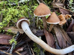 Cortinarius obtusus
