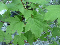 Acer glabrum douglasii