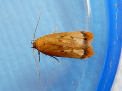 Aeolothapsa acrocosma