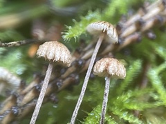 Crinipellis piceae