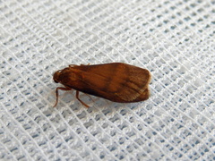 Lambula obliquilinea
