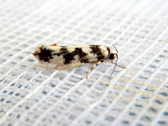 Lichenaula melanoleuca