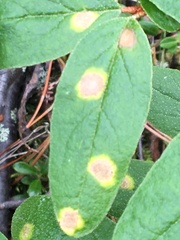 Puccinia caricis-shepherdiae
