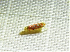 Erythroneura rubra