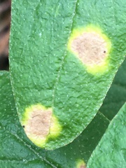 Puccinia caricis-shepherdiae