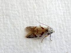 Oxythecta hieroglyphica