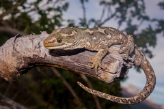 Naultinus gemmeus