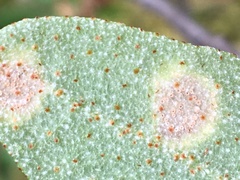 Puccinia caricis-shepherdiae