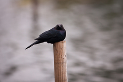 Quiscalus mexicanus